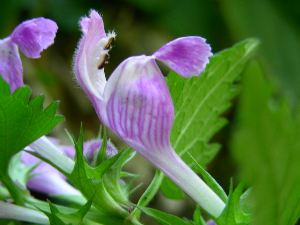 Lamium garganicum subsp. laevigatum / Falsa-ortica levigata